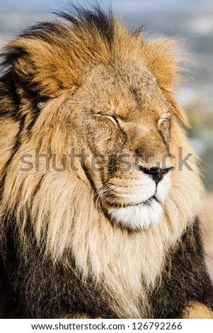 Majestic Lion Close up eyes are closed