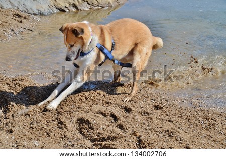 Collie and Yellow Labrador Mixed Breed Dog Digging a Stick at Lake Shore