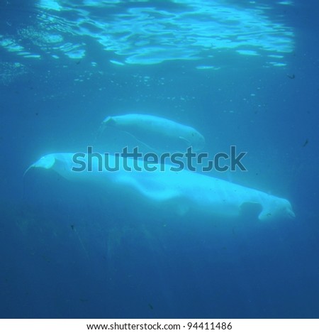 Baby Beluga, and Beluga Whale Mom  Swimming Underwater