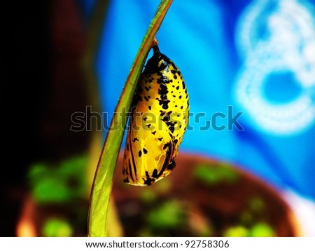 Paper kite Butterfly Pupa on leave