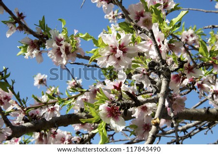 An almond tree in the spring with the first blossoms and buds. La Gomera is one of the most  beautiful and one of the smallest Canary Islands