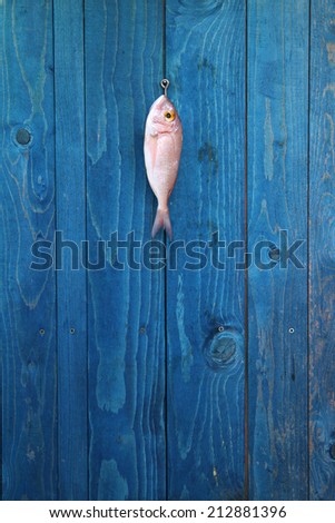 fresh raw fish hanging on a blue fence - Sea bream common pandora