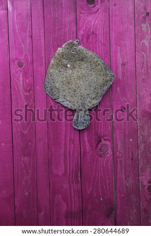 fresh raw fish hanging on a violet wooden fence on a fishing hook - Turbot, Dornbute, Steinbutt, romb, rumba, plat