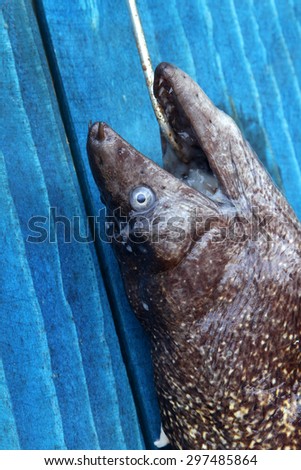 fish - raw fish hanging on a blue wooden fence - Brown moray eel - murina - Murine-  Muraena