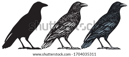 Set of three hand-drawn black birds isolated on white background. Raven, crow, rook or jackdaw. Vector illustration in retro style.