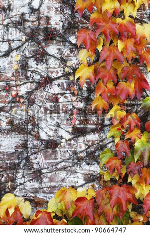 Ivy plant with autumn colors on a wall