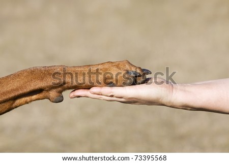 A paw of a dog and a caucasian woman hand in symbolic of friendship between human and dog