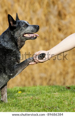 dog paw and human hand shaking as a sign for  friendship