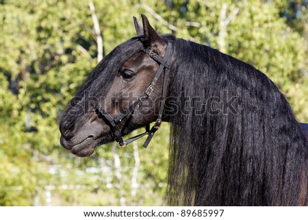 black frisian horse portrait