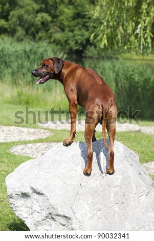 a beautiful rhodesian ridgeback male is standing on a stone and shows his long ridge on his strong back