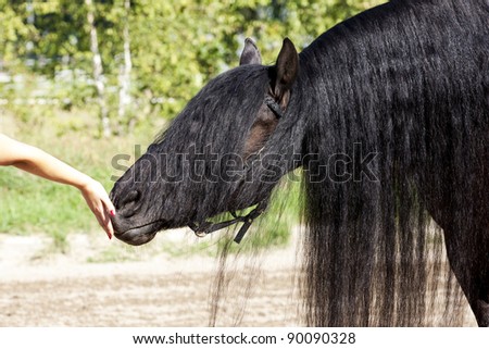 a beautiful black frisian horse is smelling on owners hand