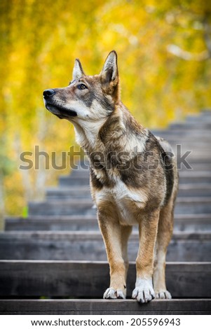 lonely dog in autumn