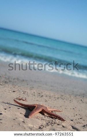 sea-star on the beach by sea