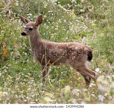 Baby Black-tail Fawn (Columbian Black-tailed Deer)