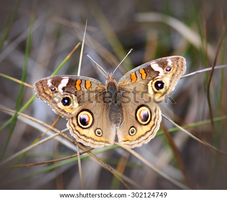 Buckeye Butterfly (Junomia Coenia) in the grass