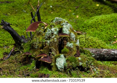 Fungi and stump living on velvety, moss carpeted forest floor.