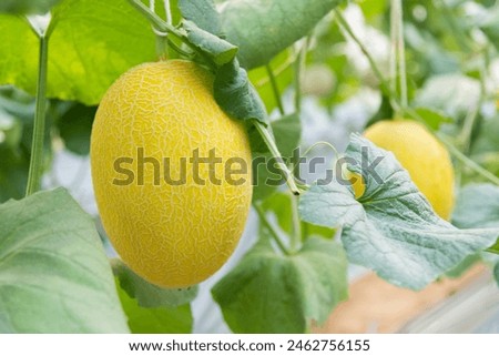 Similar – Foto Bild Melone in einer grünen, wiederverwendbaren Tasche. Umweltfreundliche Tasche mit Melone