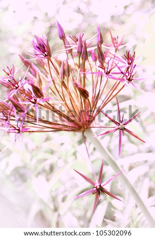 Beautiful flowers. small purple flowers on blurred background