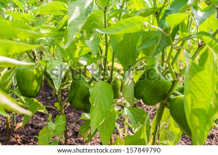 Fresh Green Bell Pepper Plant