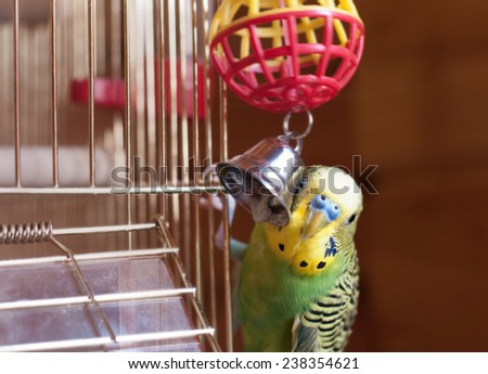 Green budgerigar and bell. Domestic budgie sitting with his toy friend.