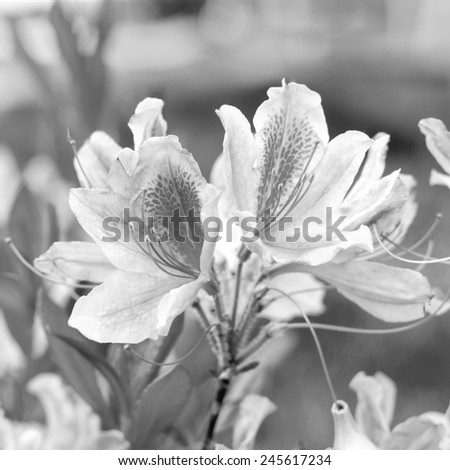 Azalea flower. Beautiful rhododendron flowers. Black and white photo.