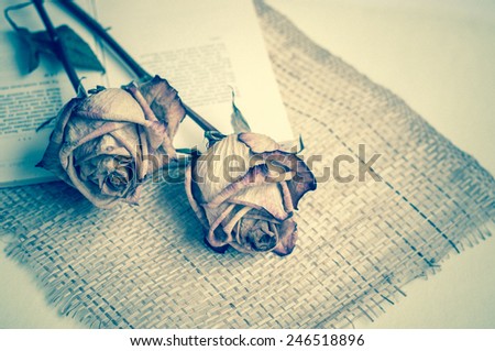 Fading rose. Dead rose.Roses frame.withered rose