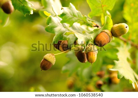 Acorns fruits. Closeup acorns fruits in the oak nut tree against blurred green background. ストックフォト © 