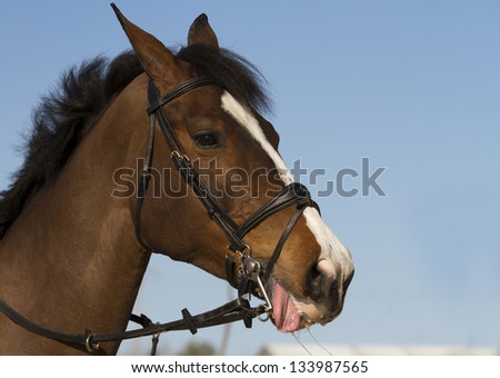 Portrait of nice brown horse with tongue out on blue background/Horse Head