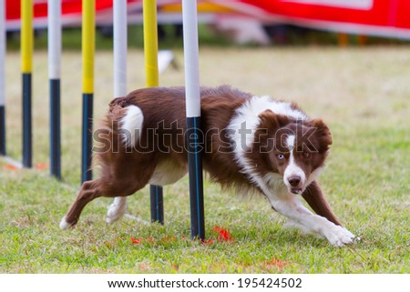 GANDIA, SPAIN - MAY 18: Dog jump in the Spanish Agility championship on May 18, 2013, Gandia, Spain