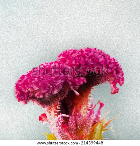 Cockscomb Flowers Chinese Wool Flower