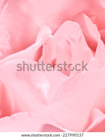 love rose valentine