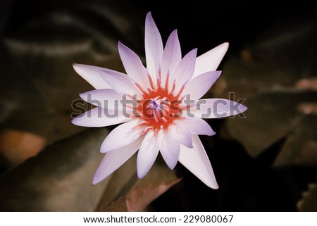 Pink lotus water lily flower