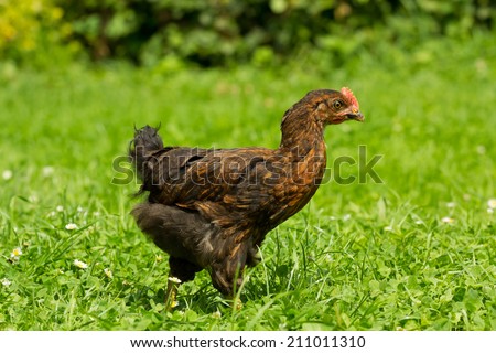 young brown rooster walking on green grass