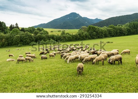 flock of sheep breeding in the green grass mountain meadow - one sheep looking straight into camera