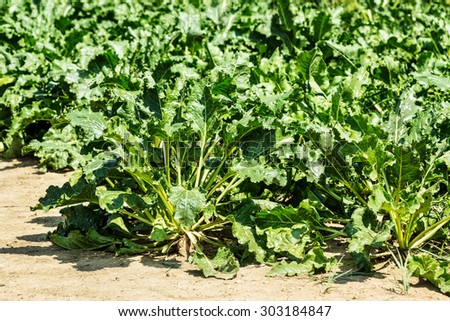 sugar white beet leaves in the field