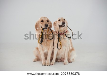 Similar – Image, Stock Photo Two dogs | Against all odds | Ploughing through the sea | The goal in sight