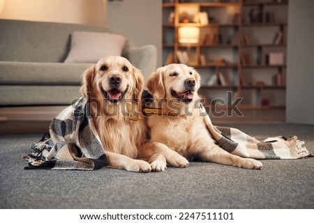 Similar – Image, Stock Photo two dogs at home by the christmas tree, cute jack russell dog and black labrador. Brothers