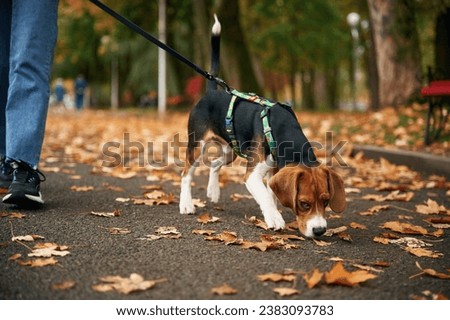 Similar – Image, Stock Photo Shoes on a leash