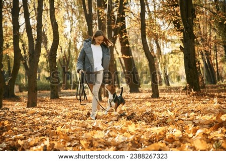 Image, Stock Photo Forest walk in autumn