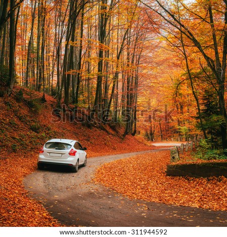 Similar – Image, Stock Photo Curved autumn leaves in the play of lights