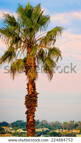 California Sunset Palm Tree, USA