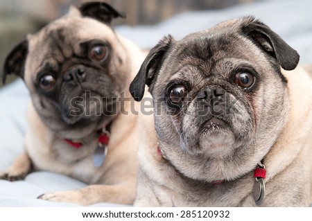 Two cute pugs, brother and sister.  Pug dog portrait.