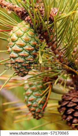 Pine Tree Branch and Pine cones