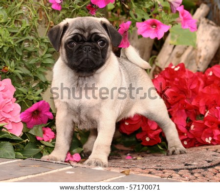 Pug Puppy And Flowers