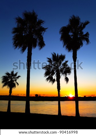 California Palm Trees Sunset, San Diego, California USA