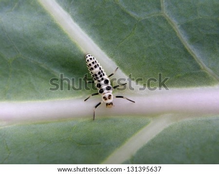 Black and white ladybug larva on the leaf macro