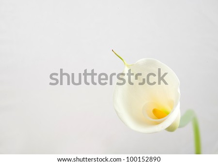 Calla lilies isolated on white