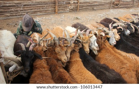 Animal husbandry on the Mongolian grasslands near Hohhot
