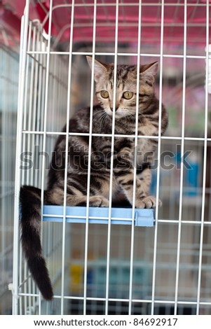 Pet store cage cute kitten