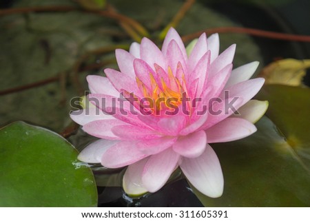 Lotus,Pink Lotus Blossoming exposure,Lotus in thailand